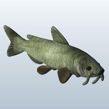 pesce gatto v1 obj il acquatici vita stampabile lowpoly pesci la acquatica 3d print model - Mito3D