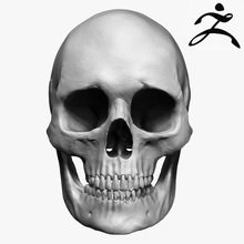 caucasoid female skull zbrush anatomy biology body bone character cranium face human jaws male man medical medicine model nose skeletal skeleton spine stiffme1ster system teeth zygote 3d print model - Mito3D
