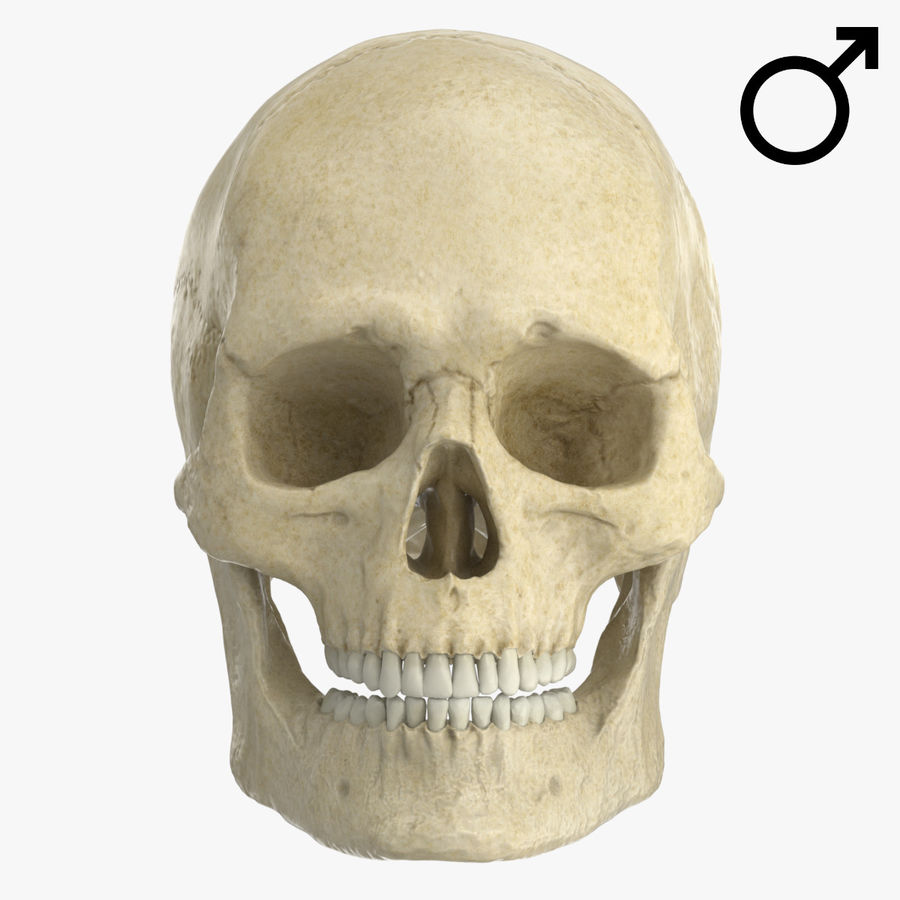 caucasoid maschio cranio l'anatomia biologia corpo l'osso carattere faccia umana le mascelle uomo medico la medicina modello naso scheletrico scheletro colonna vertebrale stiffme1ster sistema denti zbrush zigote 3D print model - Mito3D