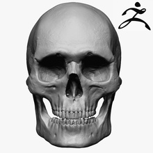 caucasoid männlichen Schädel zbrush Anatomie Biologie Körper Knochen Charakter cranium Gesicht Mensch Kiefer Männlich Mann die medizinische Medizin Modell Nase Skelett Wirbelsäule stiffme1ster system Zähne zygote 3d print model - Mito3D