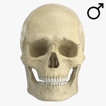 caucasoid male skull anatomy biology body bone character cranium face human jaws man medical medicine model nose skeletal skeleton spine stiffme1ster system teeth zbrush zygote 3d print model - Mito3D