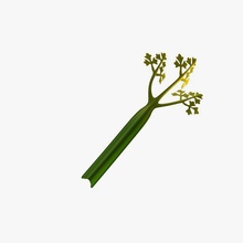 celery food printable lowpoly 3d print model - Mito3D