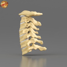 cervical vertebrae anatomy body bone character coccyx column human lumber medical model sacrum skeleton snscgworks spinal spine surgery thoracic torso vertebral 3d print model - Mito3D