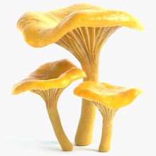 funghi gallinacci abramsdesign cantarelli modificabile cibo la foresta fungo gioco sano ingredienti modello il natura pbr pianta pronto vero tempo tartufo di verdure 3d print model - Mito3D