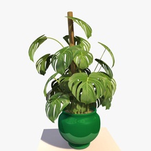 cheese plant carrara1 decoration flower foliage furniture green home house household indoor leaf model office pot room small tree 3d print model - Mito3D