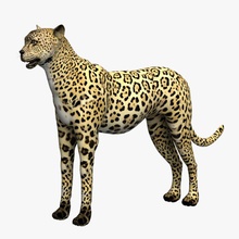 cheetah 3d-wanderer Afrika Tier cat cheetah3d Zirkus ägypten feline Blume Spiel giraffe Dschungel lion lynx säugetier Modell puma Holz 3d print model - Mito3D