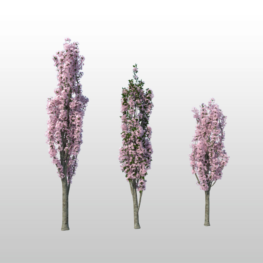 cerise amanogawa la de fleur japon modèle l'usine prunus romlin3d sakura d'arbre en arbre 3D print model - Mito3D