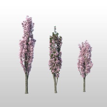 cherry amanogawa Blume japan Modell pflanze prunus romlin3d sakura Baum 3d print model - Mito3D
