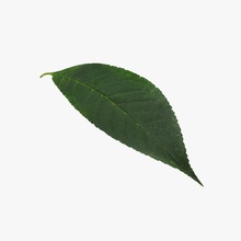 cherry leaf 3d molier botanical botany flora floral foliage fruit green herbal international model nature one photoreal plant realistic scan season spring summer tree vein vray 3d print model - Mito3D
