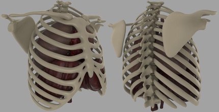 chest diagram anatomical anatomy body character ghostwaregames hearth human lung medical model respiratory ribcage studie surgical system 3d print model - Mito3D