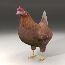 chicken animal bird coop farm fowl game hen lowpoly singil 3d print model - Mito3D