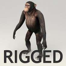 chimpancé aparejado modelo áfrica animal ape bestia bípedo hueso el gorila kvakling inferior lowpoly de los mamíferos mono poli primates aparejo savannah la piel 3d print model - Mito3D