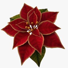 Noel çiçek 3d Görünümüdür toplama dekorasyon holyday max model nardid yeni bitki poinsettia gerçekçi yıldız V-ray'in yıl 3d print model - Mito3D