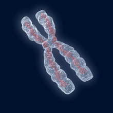 Chromosom Anatomie Biologie Körper Zelle die zelluläre dna gen Mensch medizinische Mikroskop molekulare Molekül Wissenschaft strand virez x 3d print model - Mito3D