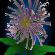 chrysanthemums c4d chrysanthemum flower leahu plant tiger 3d print model - Mito3D