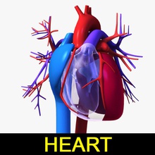 sistema circulatório coração anatomia aorta artérias de sangue o corpo personagem aparelho humanos leo3dmodels médica modelo ciência do systemheart válvula veia ventrículo embarcação 3d print model - Mito3D