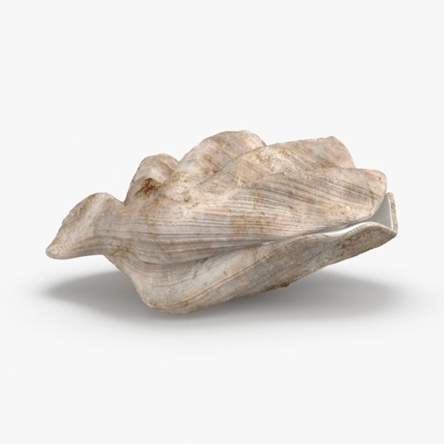 clam shell 03 american animal aquarium beach cerastoderma cockle common conch decoration edule fish limpet model mussels ocean oyster royalmix scallop sea seashell 3D print model - Mito3D