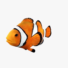 des poissons-clowns l'anémone animal l'aquarium le clown corail du poisson marine de modèle nemo l'océan ocellaris la barrière skwigglesworth tropical l'eau 3d print model - Mito3D