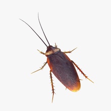 cafard 3d 3ds américain animal de l'antenne beetle le brun bug fbx les aliments guntarslv insectes max modèle la nature obj periplaneta ravageur l'aile 3d print model - Mito3D