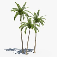 Kokospalmen set 01 Strand coco coconut Wüste flora niedrigere lowpoly Modell palm pflanze poly Regenwald subtropic saftig sind test tmstudio Baum tropical die vegetation 3d print model - Mito3D