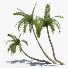 coconut palms set 02 beach coco desert flora lower lowpoly model palm plant poly rainforest subtropic succulent test tmstudio tree tropical vegetation 3d print model - Mito3D