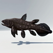1 coelacanth hileli - nadir dinozor soyu tükenmiş balık amfibi hayvan hayvanlar alemine dino dinozorlar Hint akciğer akciğerli model canavar okyanus omnienergy jilet rig deniz keskin türler yüzme diş tetrapod su 3d print model - Mito3D