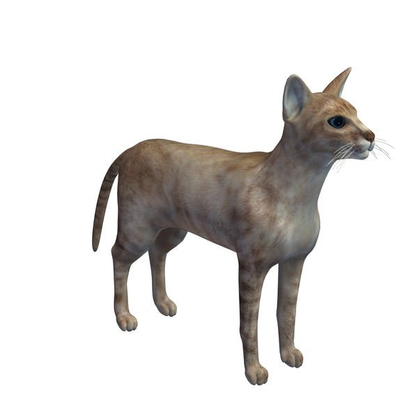 colorpoint shorthair v2 pelo corto a los animales imprimible lowpoly 3D print model - Mito3D