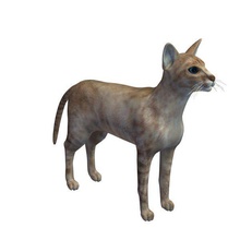 colorpoint shorthair v2 pelo corto a los animales imprimible lowpoly 3d print model - Mito3D