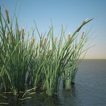 common bulrush grass 3d 3dhedgehog aquatic broadleaf cattail corn cumbungi environments field flower garden hipoly landscape model nature plant reed small swamp typha weed wetland 3d print model - Mito3D