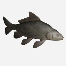 carpa comum peixes animais aquáticos carpio cyprinus peixe fresco ianseer ikan mas modelo água 3d print model - Mito3D