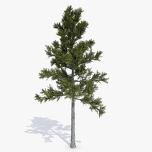 Nadelbäume 1 abramsdesign Weihnachten nadelbaum fir laub Wald grün Landschaft Modell Natur Parkplatz Kiefer pflanze Baum 3d print model - Mito3D