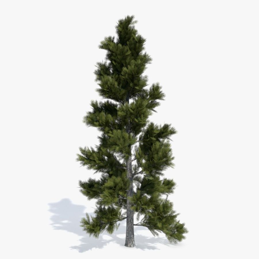 nadelbaum 2 abramsdesign Weihnachten fir laub Wald grün Landschaft Modell Natur Parkplatz Kiefer pflanze Baum 3D print model - Mito3D