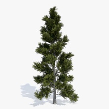 conifera 2 abramsdesign di natale conifere fir fogliame la foresta verde paesaggio modello natura parcheggio pino pianta albero 3d print model - Mito3D