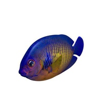 coral beauty angelfish v1 fish aquatic life printable lowpoly 3d print model - Mito3D