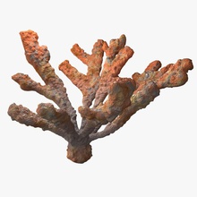 coral elkhorn 3d 3ds coleção vida marinho max modelo nardid oceano planta realista reef do mar debaixo d'água vray 3d print model - Mito3D
