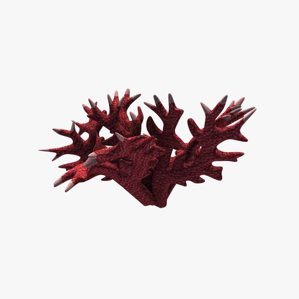 coral v1 red fish aquatic life printable lowpoly 3D print model - Mito3D