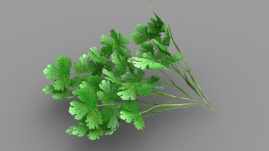 coriander leaves activepoly flavour food leaf leafy model plant small tasty vegetable 3d print model - Mito3D