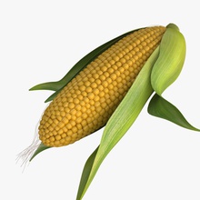 corn 3d 3ds agriculture cob collection cornstalk farm maize max model nardid plant realistic vray 3d print model - Mito3D