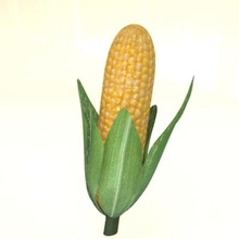 corn cob digitaldoc3d dinner eat food green healthy hidef lunch maize meal plant small vegetable yellow 3d print model - Mito3D