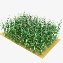 un campo di mais a metà lowpoly ducky modello la pianta piccola sfortunati 3d print model - Mito3D