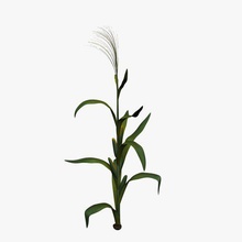 corn field v1 stalk plants wildlife printable lowpoly 3d print model - Mito3D