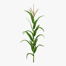Mısır bitkisi 3d molier tarım cob kırpın çiftlik alan gıda taze tahıl yeşil büyüyen sağlıklı uluslararası yaprak model doğa bitki küçük SAP yaz tatlı sebze V-ray'in sarı 3d print model - Mito3D