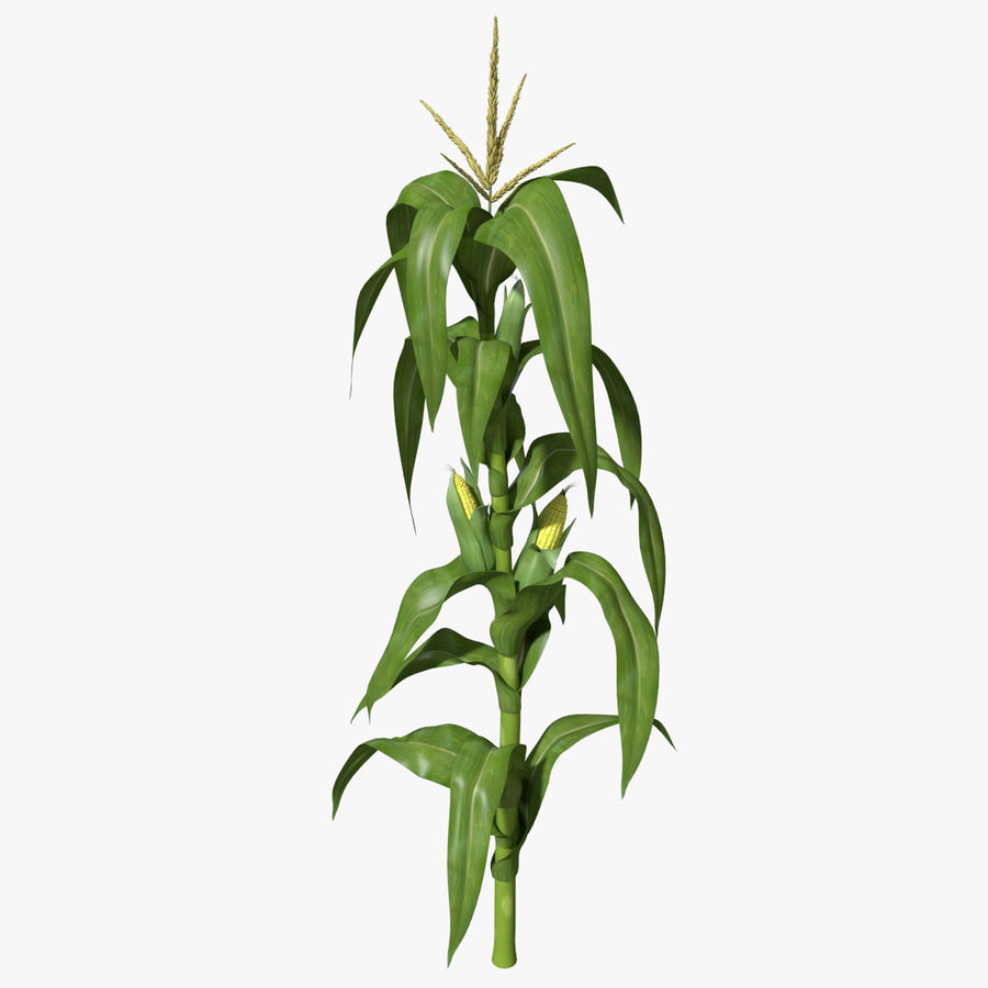 corn stalk abramsdesign agriculture cob cornstalk ear farm field food maze model plant vegetable vegetation 3D print model - Mito3D