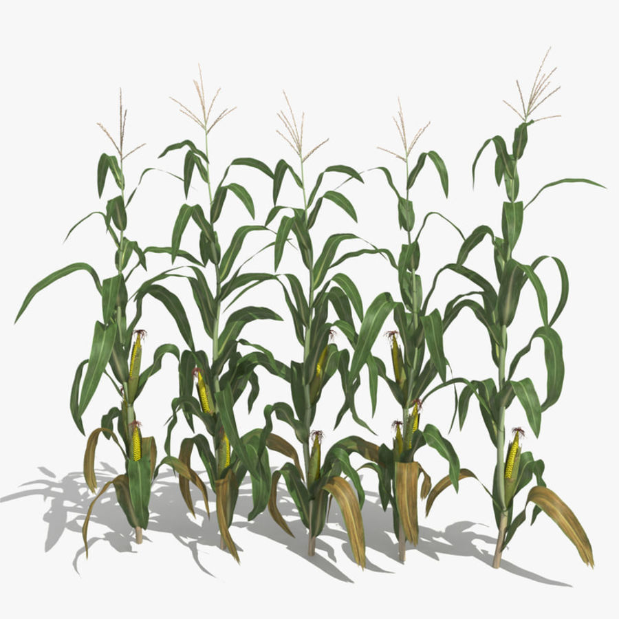 les tiges de maïs ensemble 3dhedgehog l'agriculture cob champ cornstalk la récolte l'oreille ferme le grain vert paysage mays labyrinthe nature l'usine pop pop-corn tige légumes zea 3D print model - Mito3D
