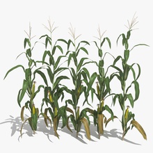 tallos de maíz conjunto 3dhedgehog la agricultura cob campo cornstalk los cultivos oreja granja el grano verde paisaje mays laberinto naturaleza planta pop las palomitas paja vegetales zea 3d print model - Mito3D