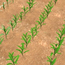 los tallos de maíz bescec la colección cultivos comer campo alimentos planta pop las palomitas pequeño paja vegetales 3d print model - Mito3D