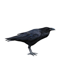 corvus cryptoleucus corvo 3d animale bird chihuahua crow haribi più in basso lowpoly modello poli raven 3d print model - Mito3D