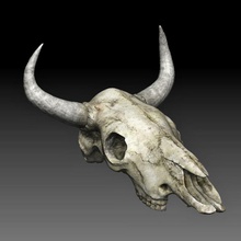 cow skull anatomy animal body bone buffalo bull character dead decor desert dultcraft head hells horn horse mammal model scull shop skeleton west 3d print model - Mito3D