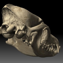 coyote skull canis latrans 3d anatomy animal anthropology body bone canine carnivorous character cranium dog fangs forest goth head human jackal klipschforte mammal model osetology osseous skeleton test wolf 3d print model - Mito3D