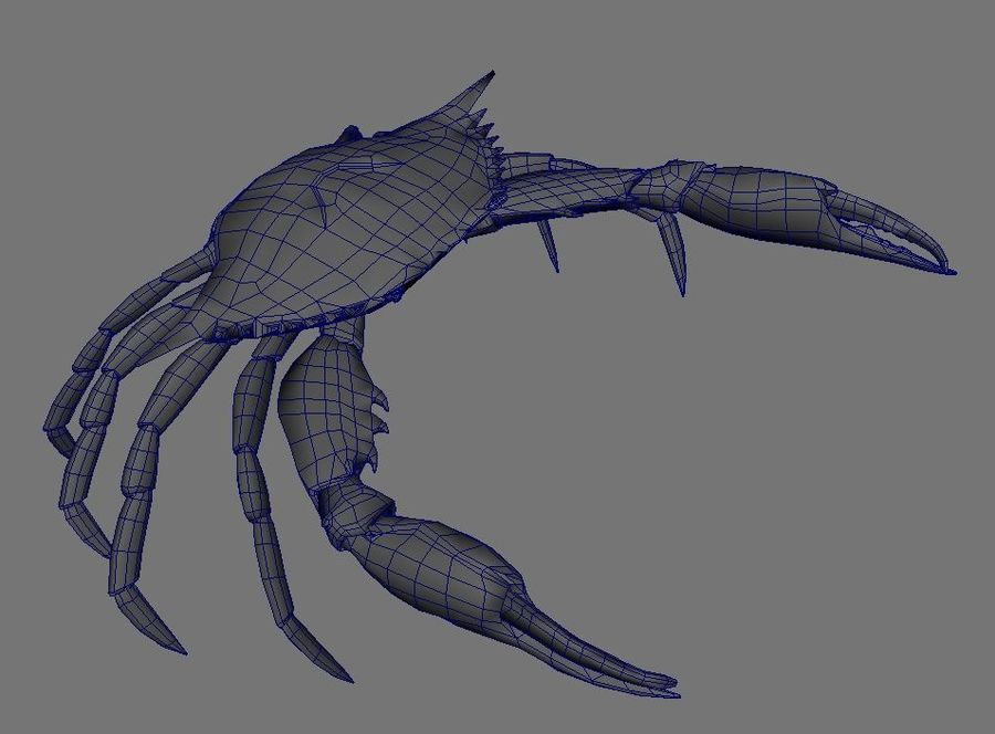 Krabbe Tier blau Krustentier dorvack Essen Modell Meer 3D print model - Mito3D
